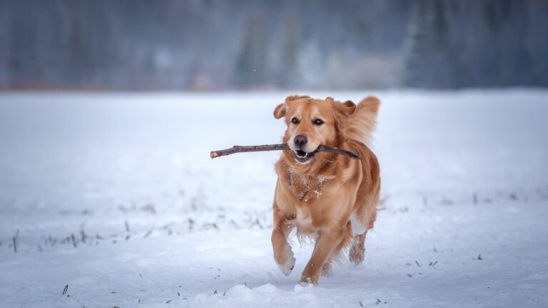 Temps de Gestation du Chien : Guide Complet 2025