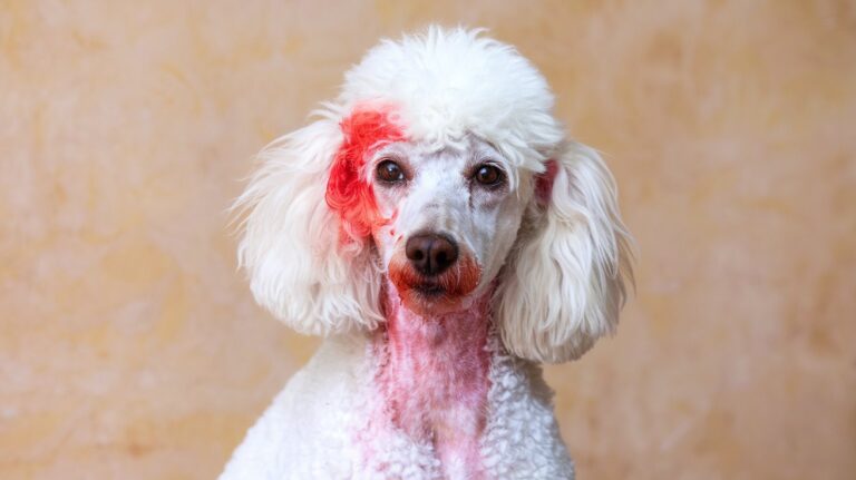 Problèmes de peau chez le chien : Guide complet 2025